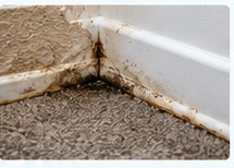 Damp carpet fibers near a baseboard.
